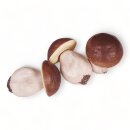 Attrappen 3 Stück Pilz Boletus "F" 65 x...