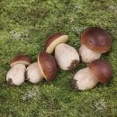 Attrappen 3 Stück Pilz Boletus "F" 65 x...