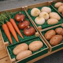 Attrappen Kartoffeln groß VE 3