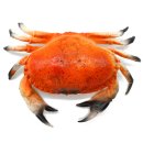 Attrappe Krabbe Krebs groß 320x220