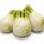 Attrappen 3 Stück Fenchel